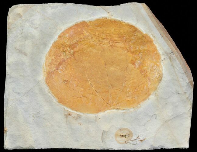 Paleocene Fossil Leaf (Zizyphoides) - Montana #68299